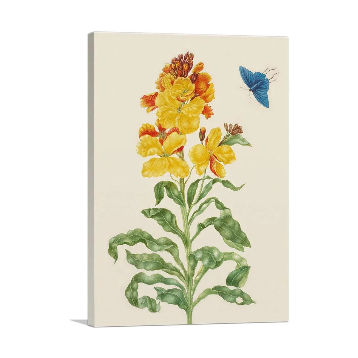Wallflower with Blue Butterfly 1705